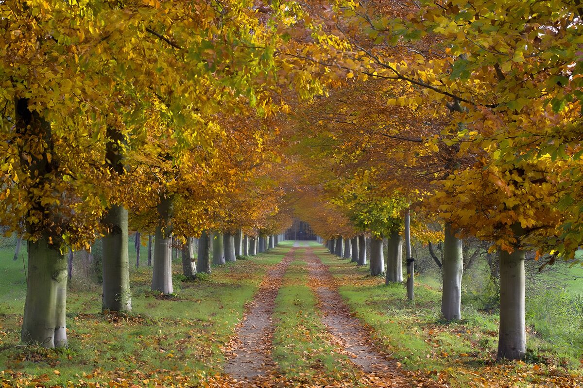 Herfstlaan met gouden bladerdak