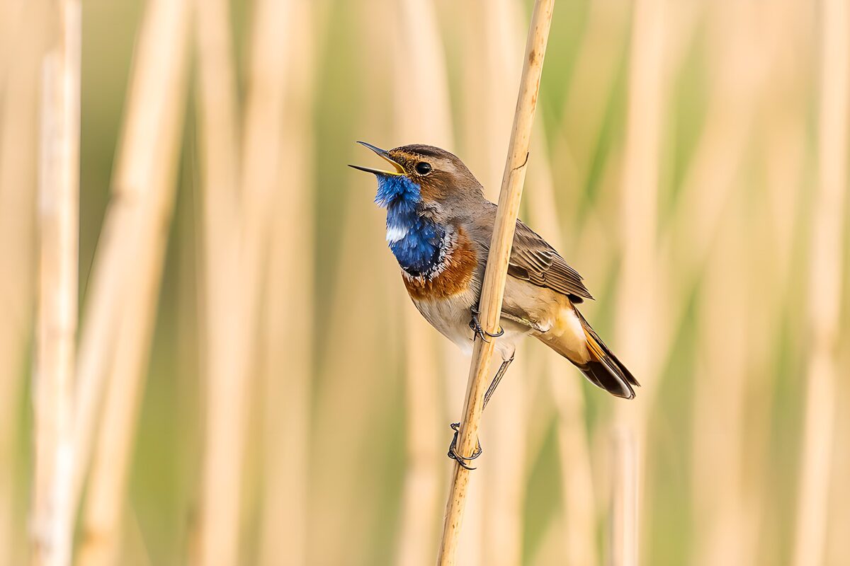 Zingende blauwborst op een rietstengel