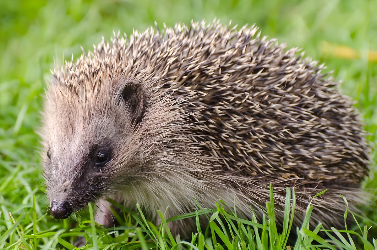 Egel van dichtbij in frisgroen gras