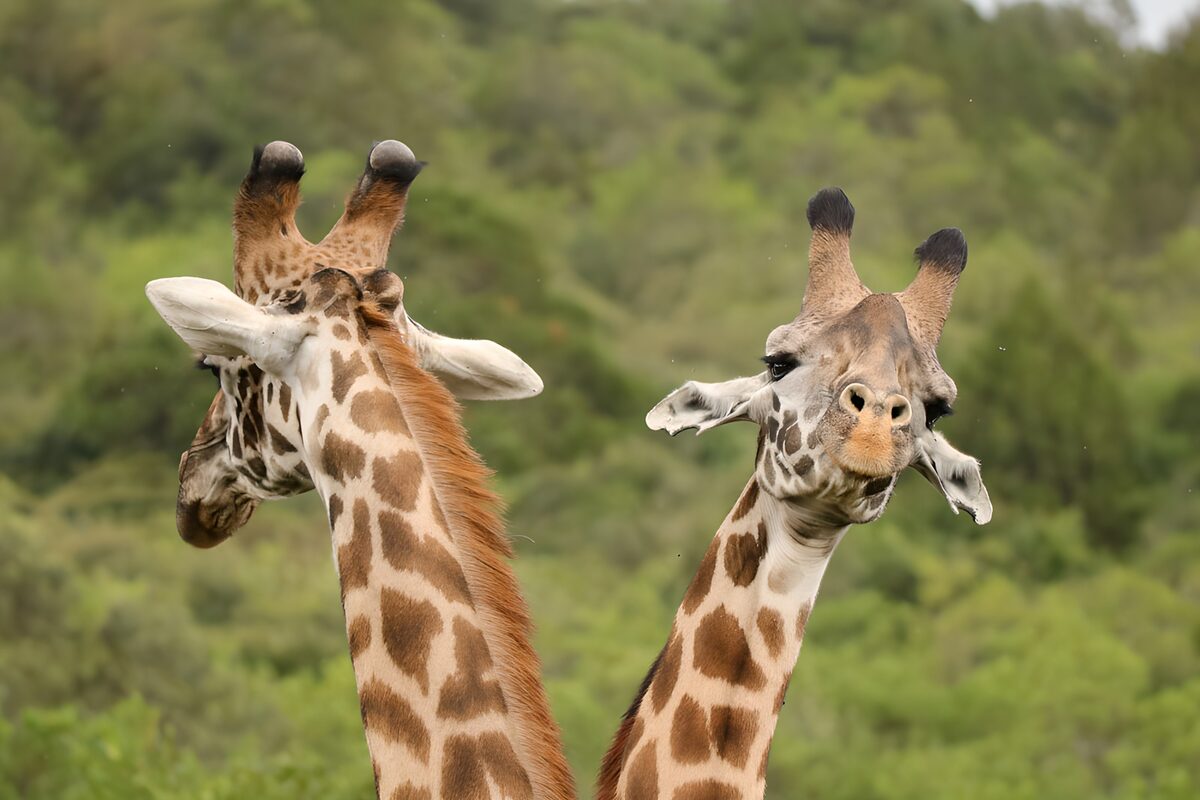 Twee giraffen tegen een groene achtergrond