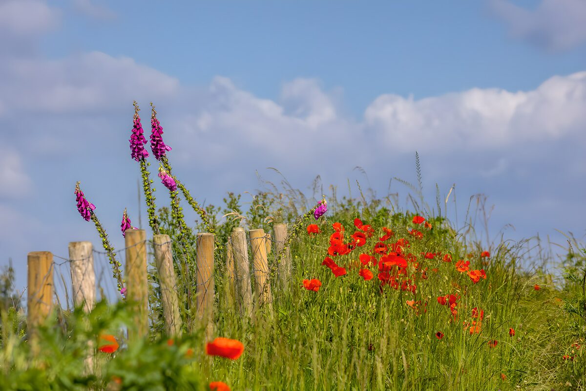 Klaprozen en vingerhoedskruid in de zon