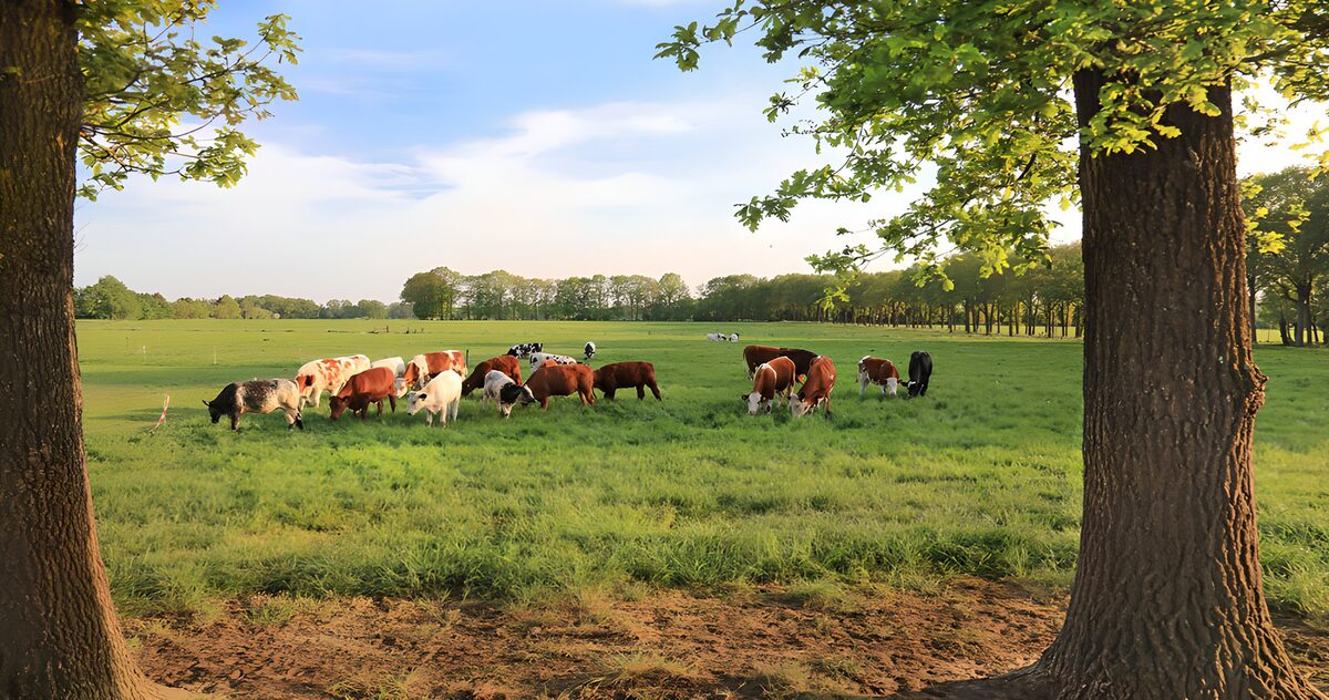Grazende koeien tussen twee bomen