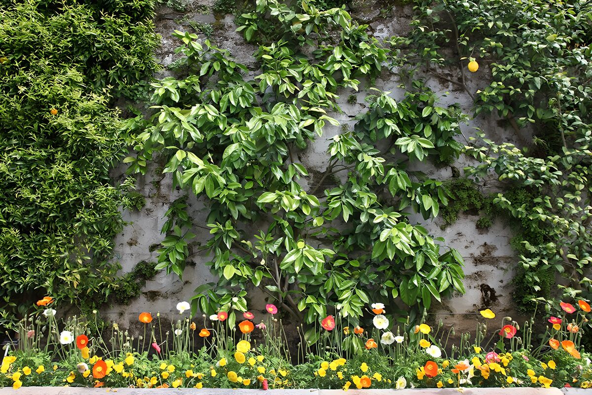 Groene tuinmuur met kleurrijke bloemen