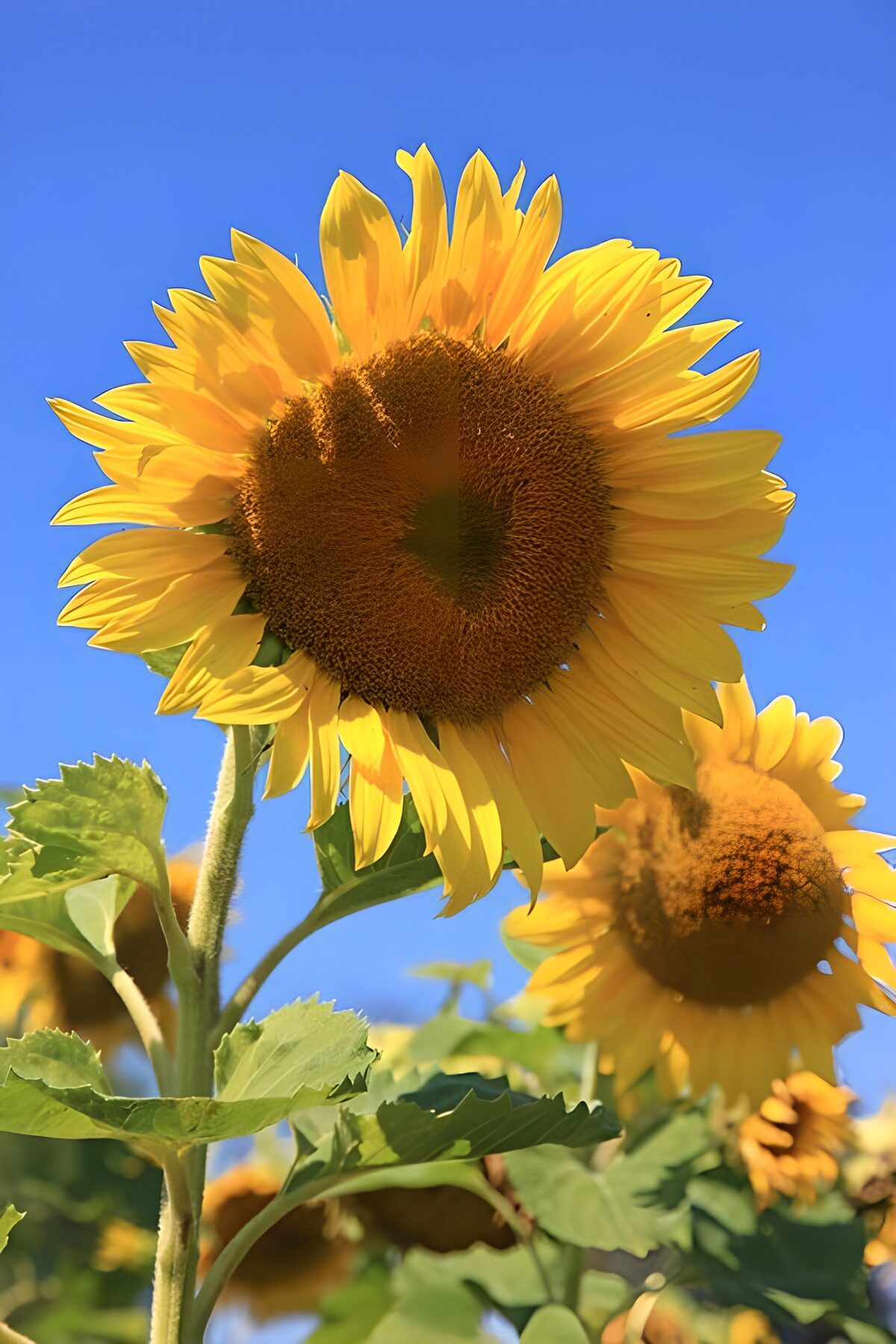 Gele zonnebloem tegen een blauwe lucht