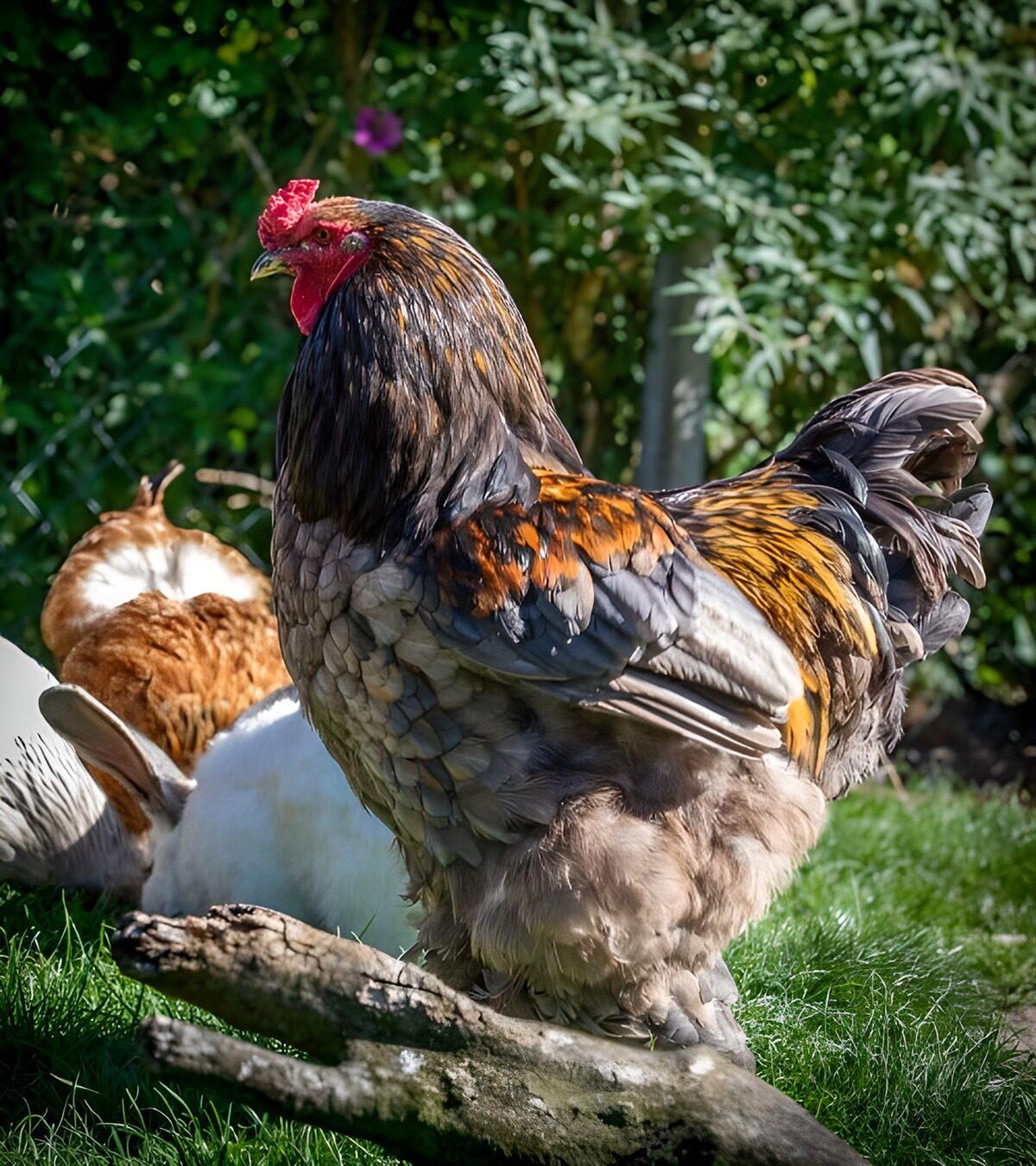 Haan met konijnen in het groen
