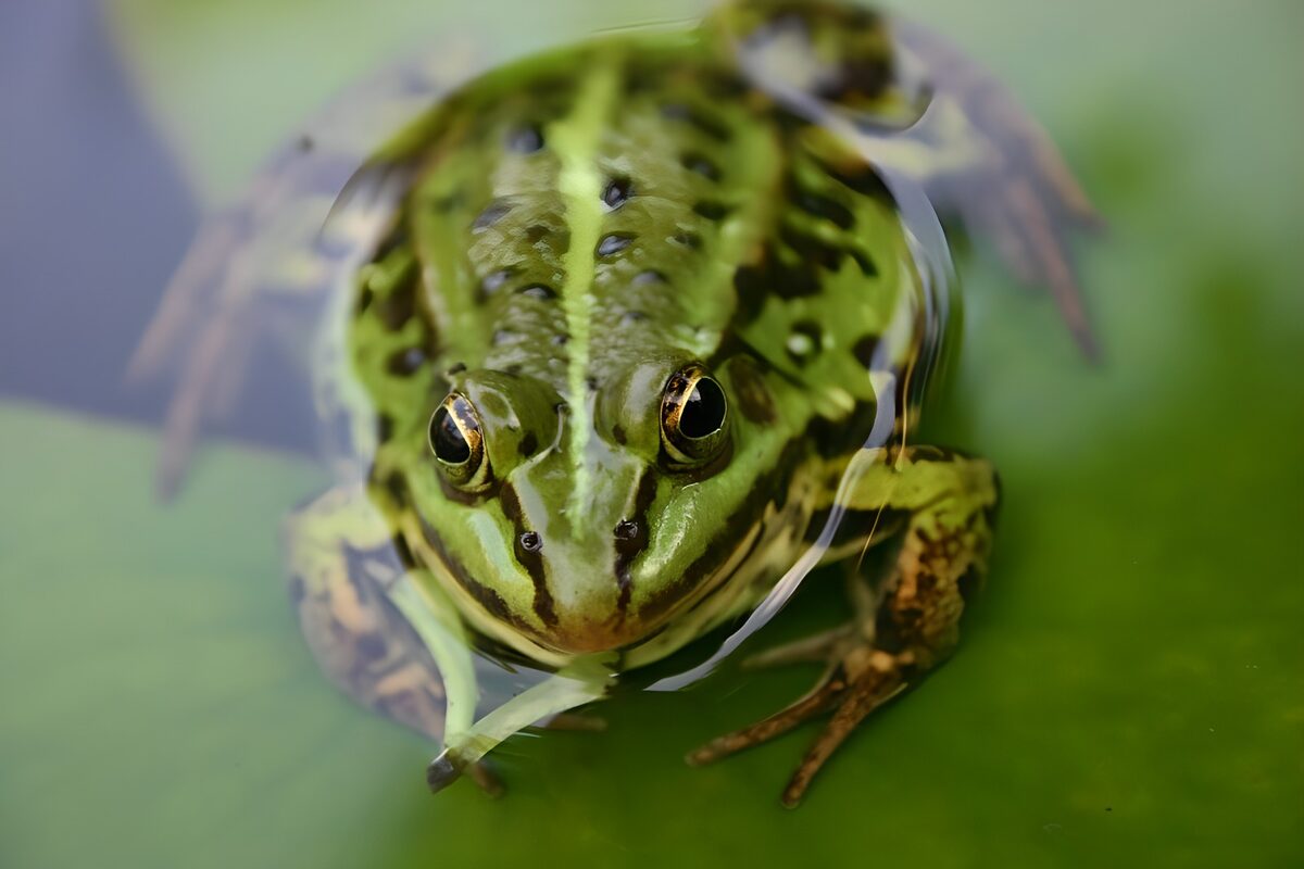 Groene kikker van dichtbij in het water