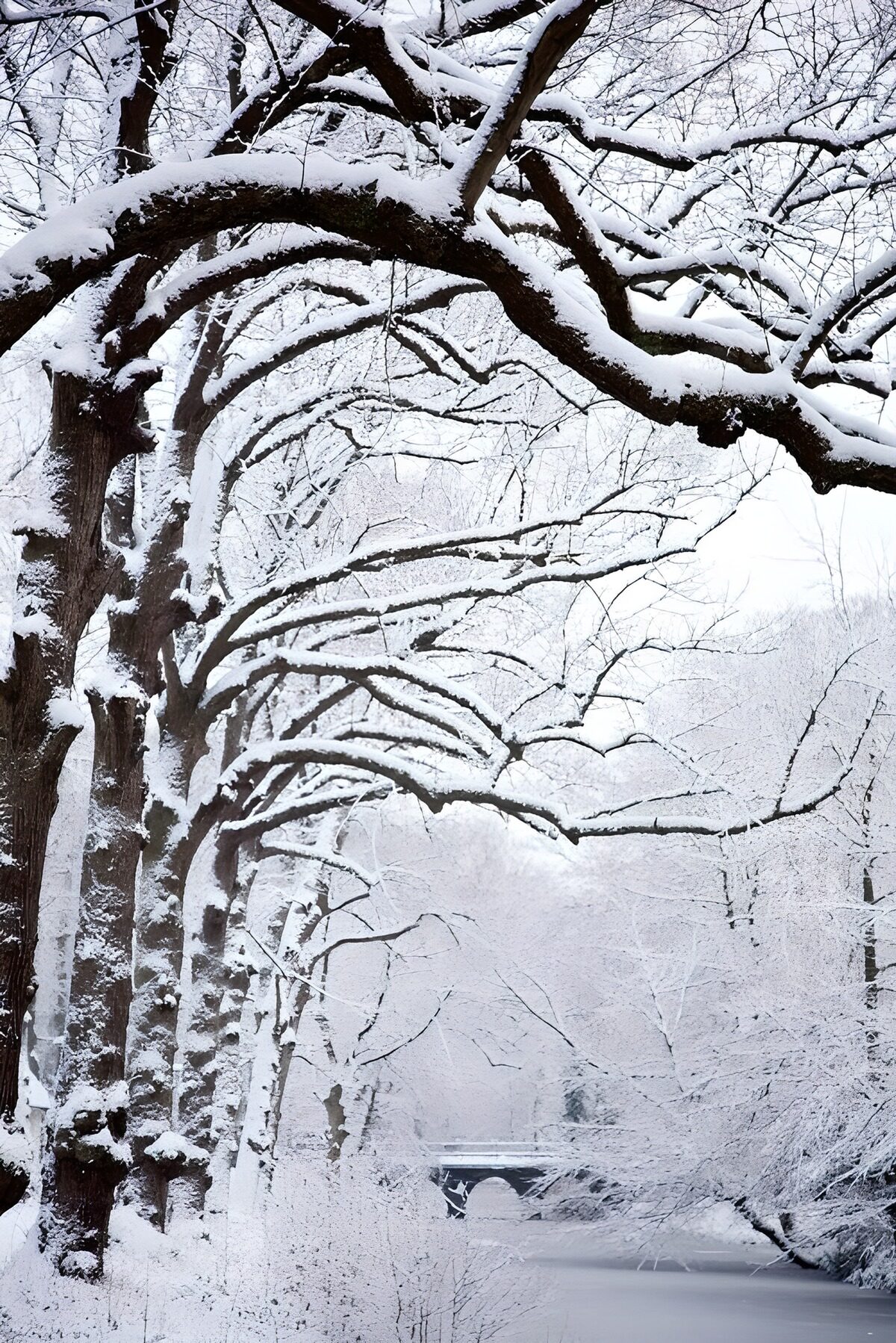 Besneeuwde bomen langs bevroren water