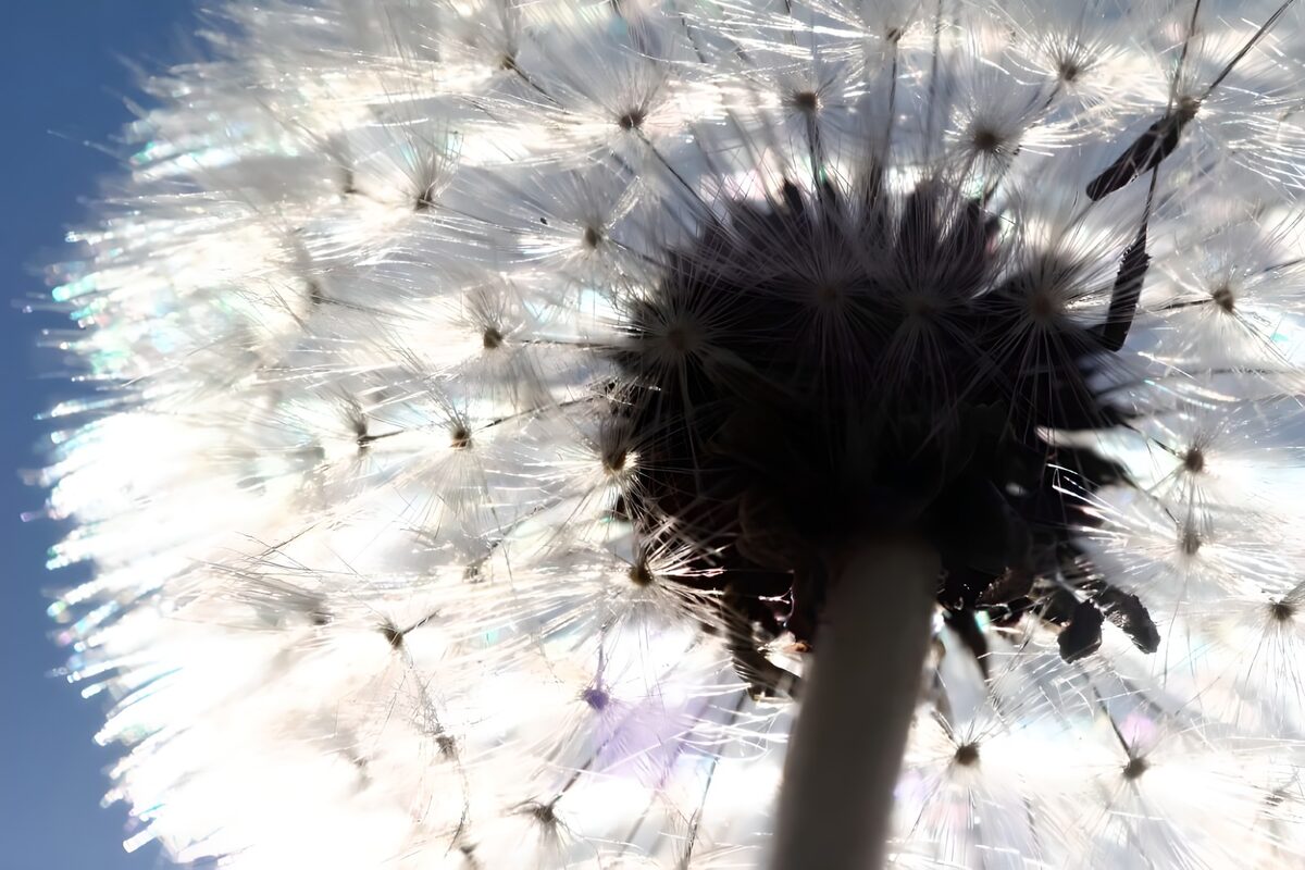 Paardenbloempluis in tegenlicht
