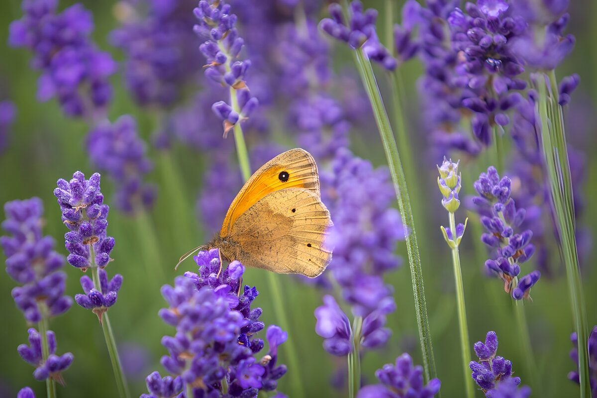 Vlinder op bezoek bij de lavendel