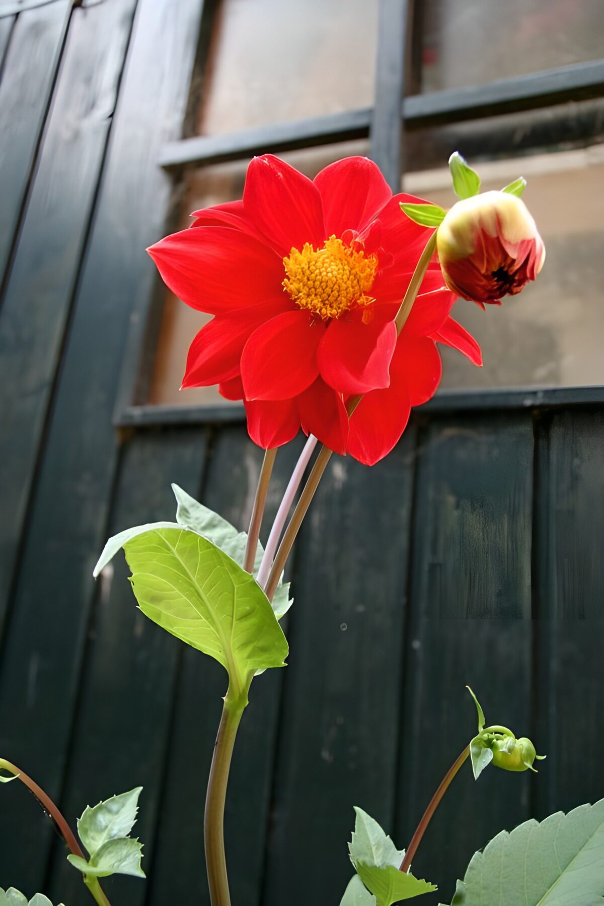 Rode dahlia voor een donker raam