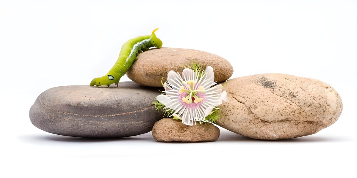 Keien met passiebloem en groene rups