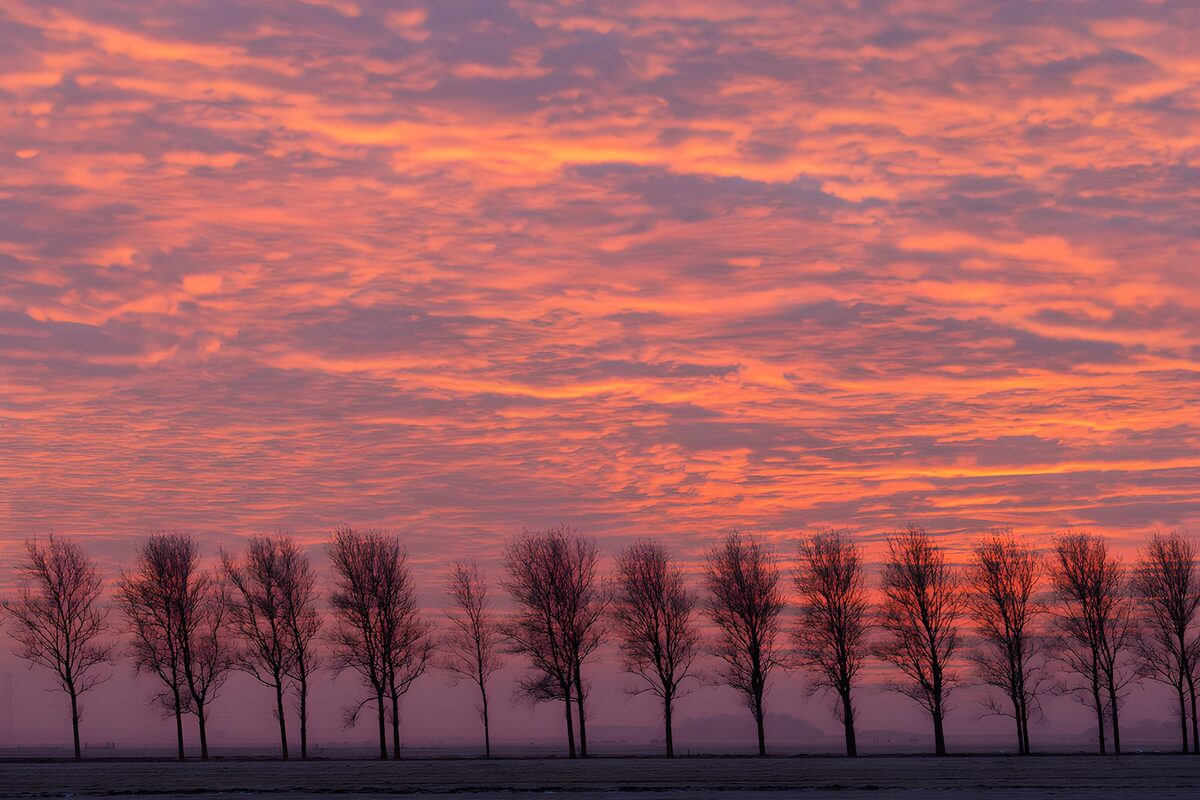 Bomenrij onder een roze avondlucht