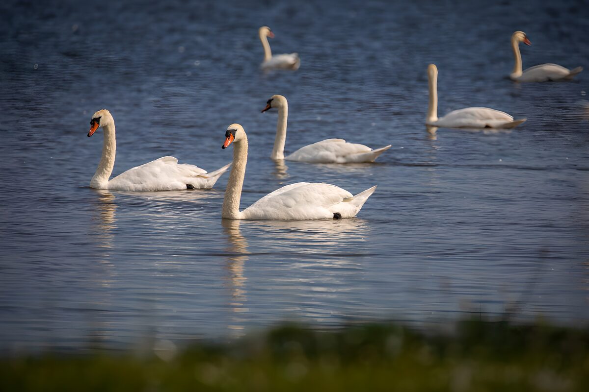 Zes knobbelzwanen op rustig blauw water