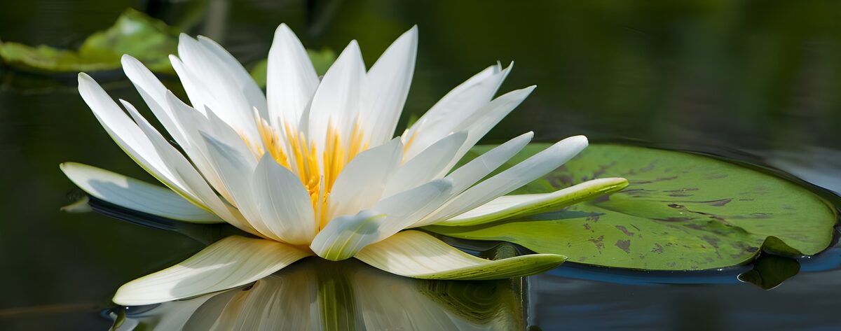 Witte waterlelie op donker water
