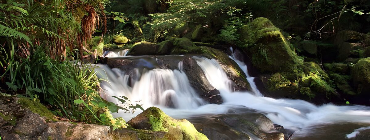 Watervallen tussen mos en bosgroen