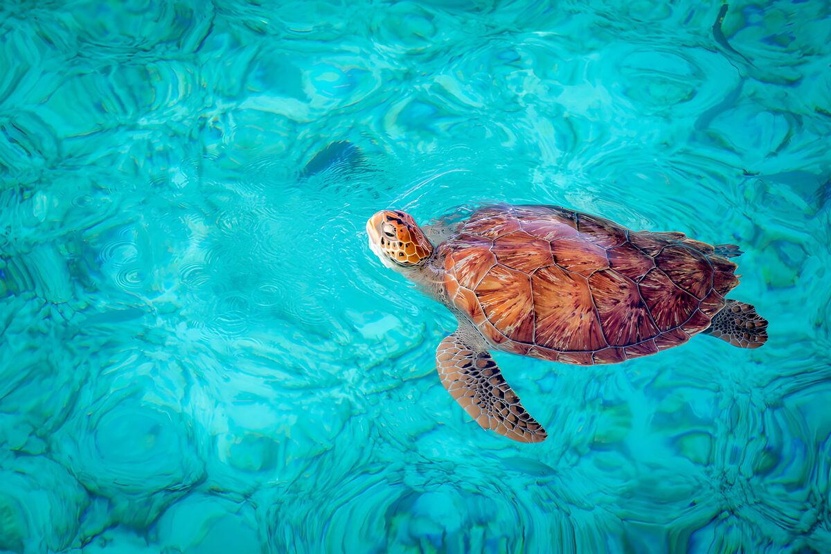 Zeeschildpad in helder turquoise water
