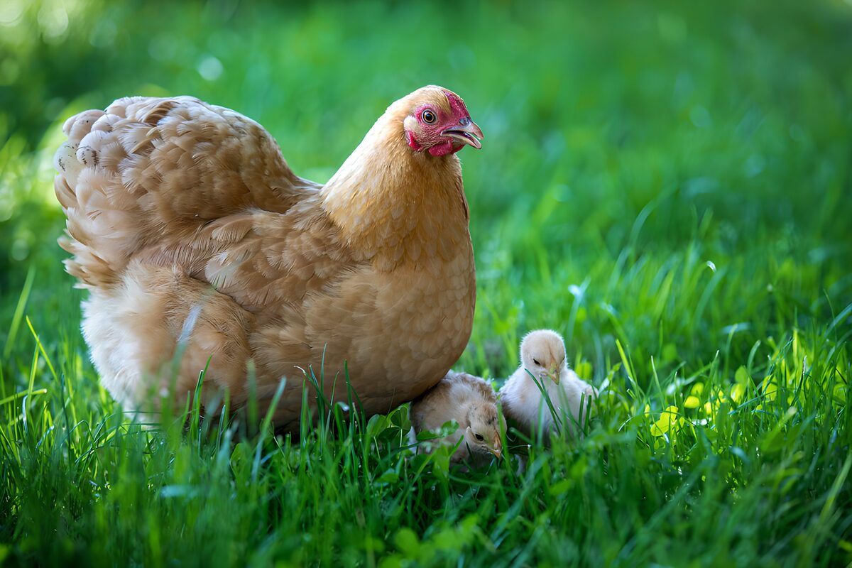 Hen met twee kuikens in het groene gras