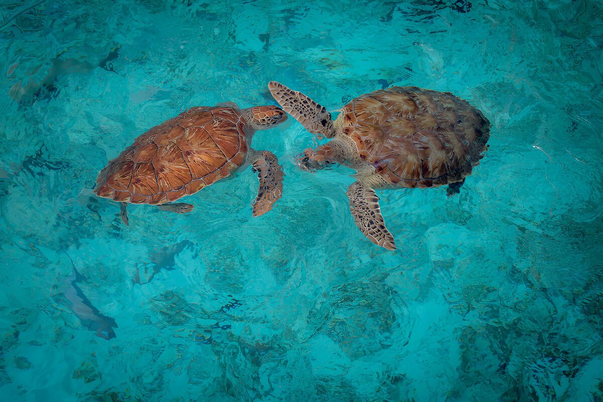 Twee zeeschildpadden in turquoise water