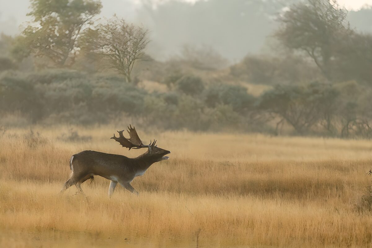 Damhert in het gouden gras