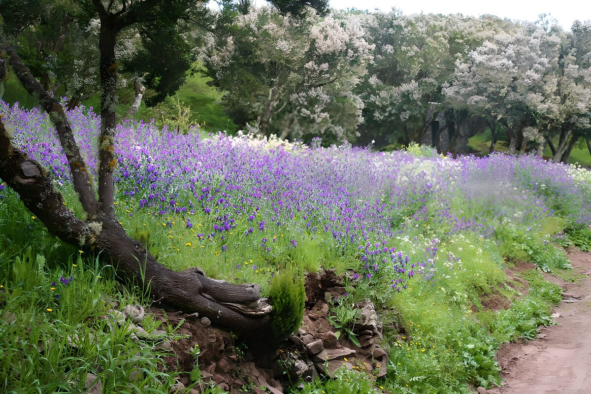 Paarse bloemenweide tussen de bomen