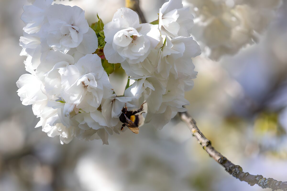Hommel op witte bloesem in de lente