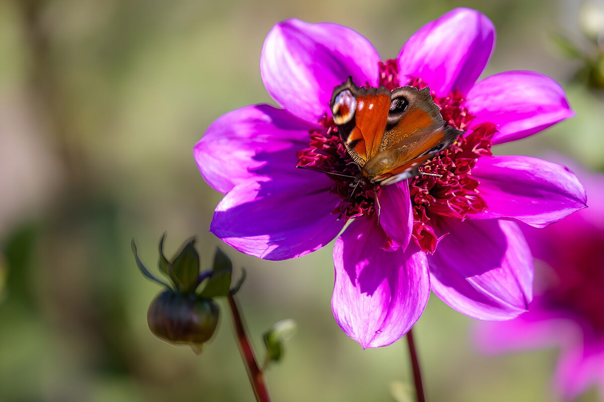 Dagpauwoog op een felroze bloem