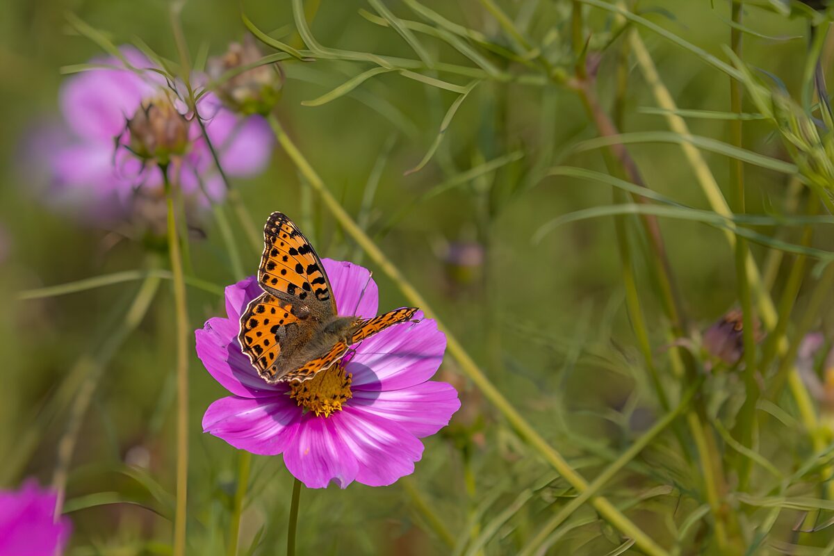 Oranje vlinder op roze cosmea