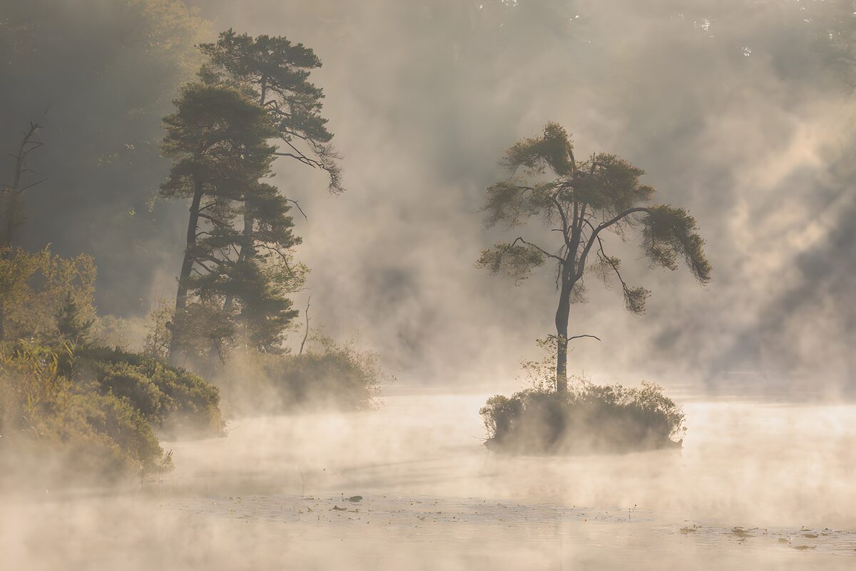 Dennen en een eilandje in de mist