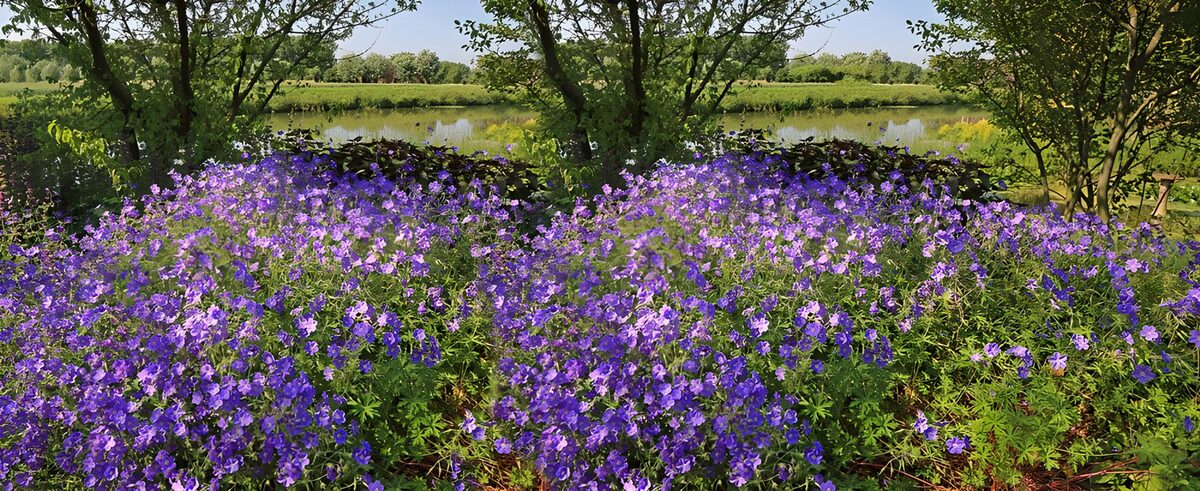 Paarse bloemen onder bomen aan het water