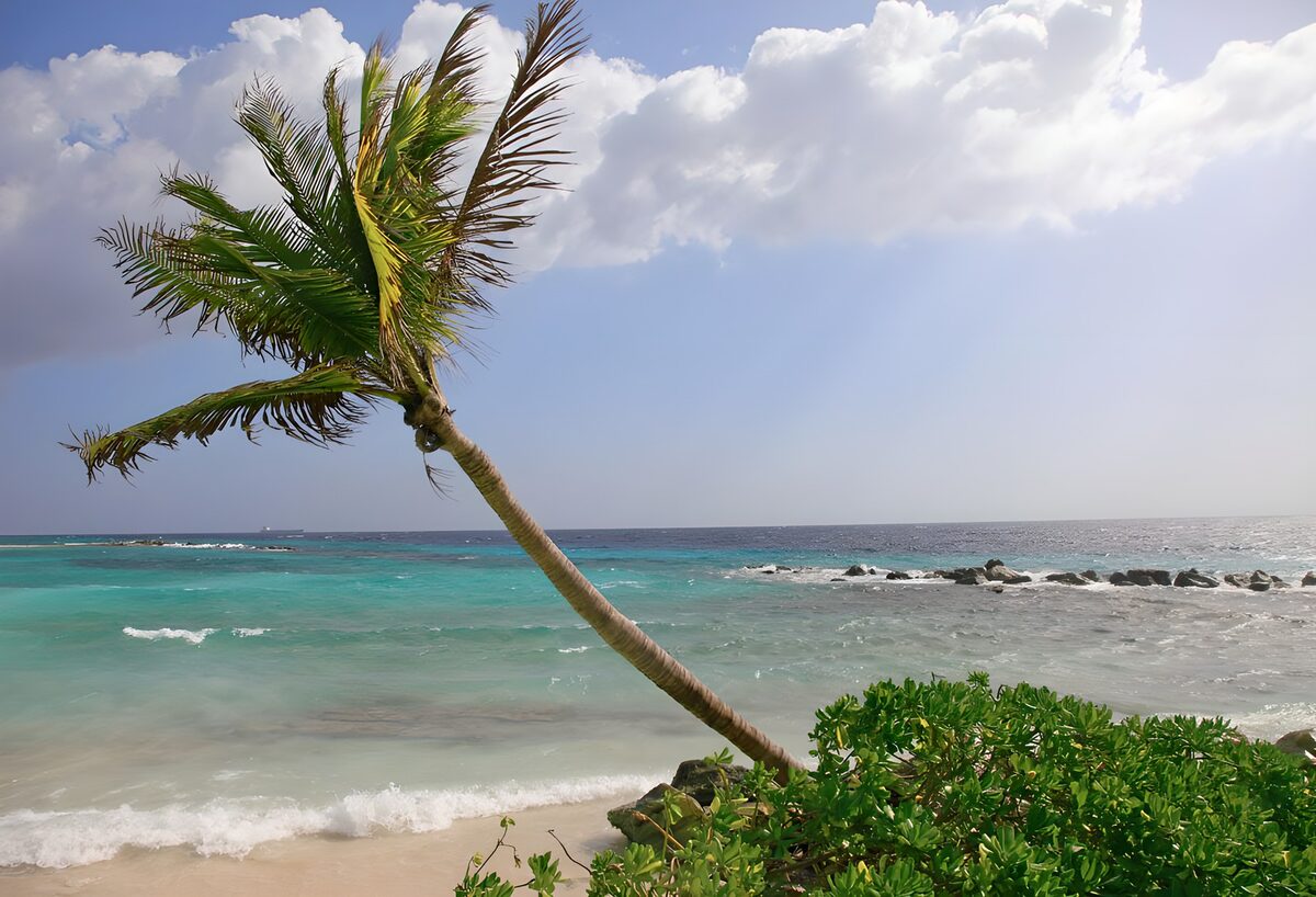 Schuine palm aan een tropisch strand