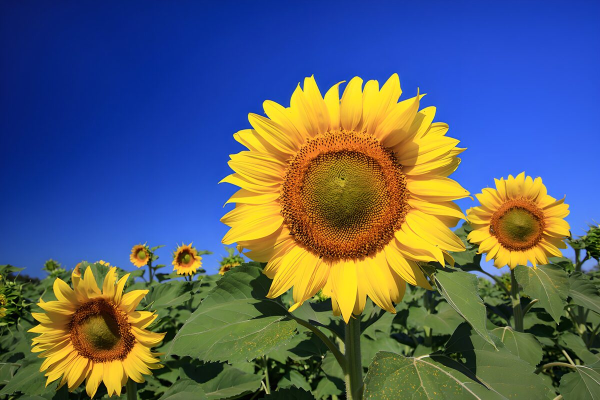 Zonnebloemen op hun zonnigst