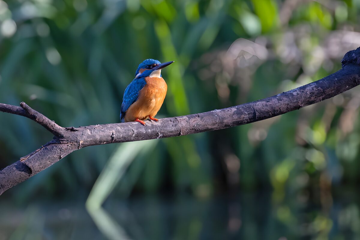 IJsvogel, een flits blauw in het groen