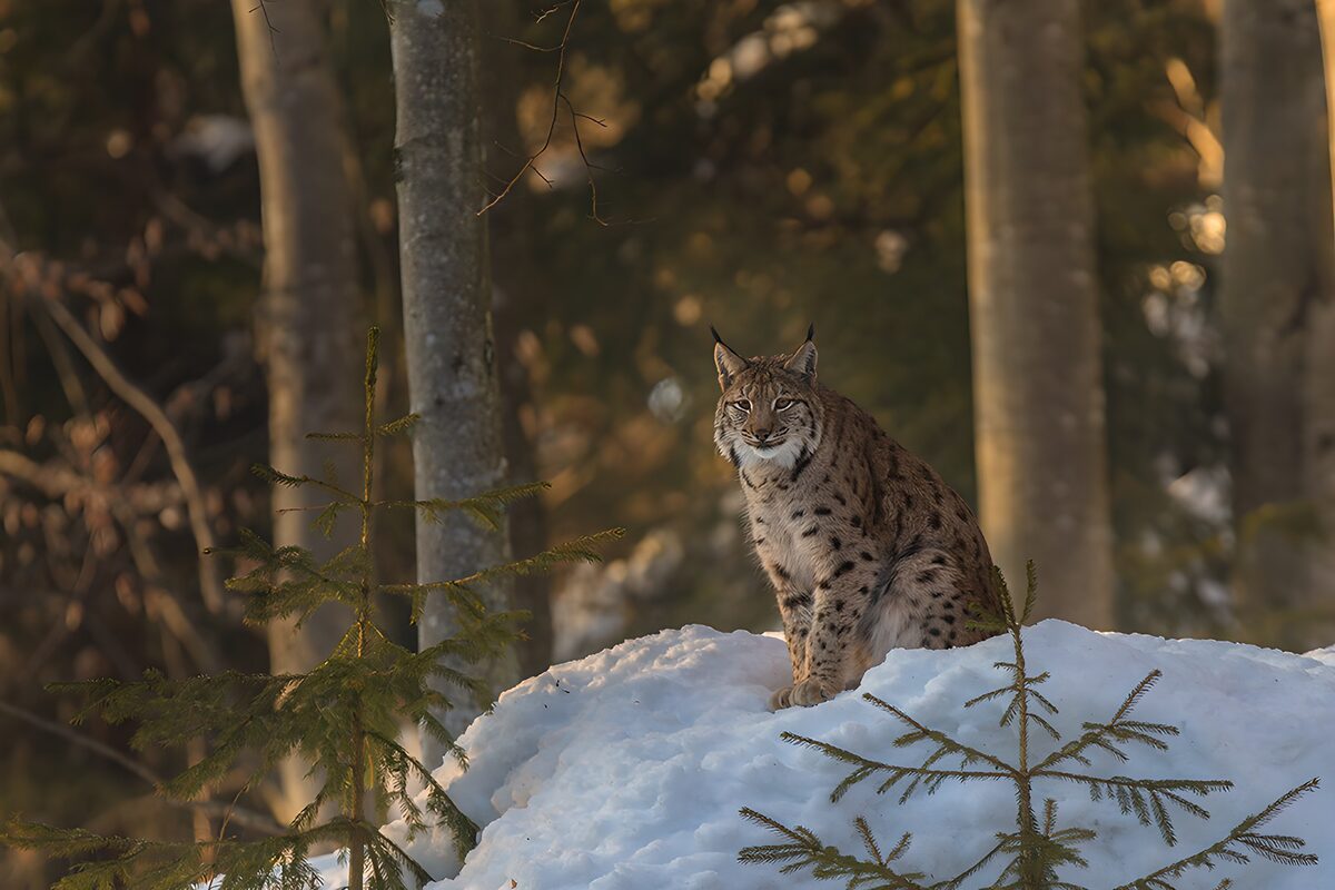 Lynx op een besneeuwde bosheuvel