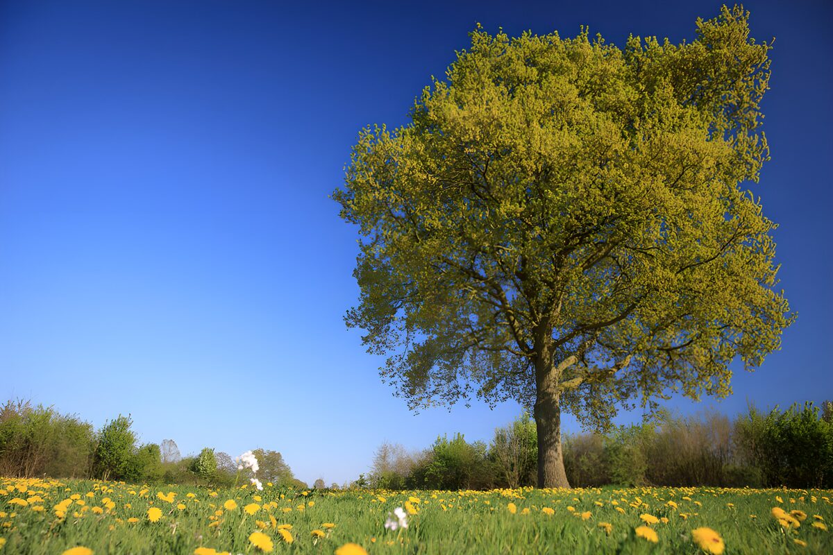Boom in een weide vol paardenbloemen