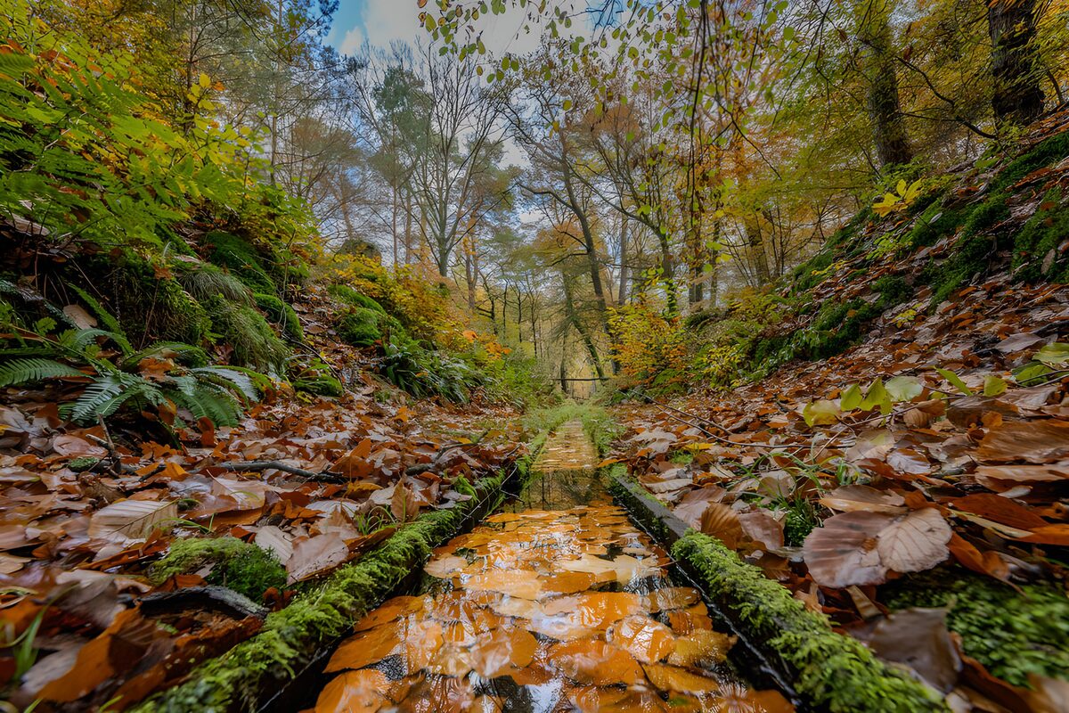 Herfstbos met een smalle waterloop