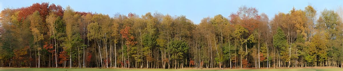 Herfstbomen langs een groene weide
