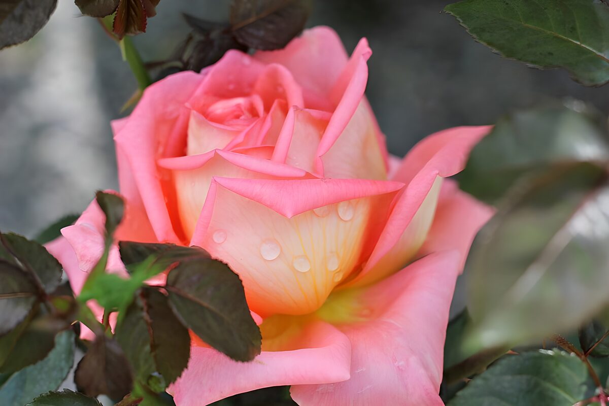 Roze roos met een gele gloed