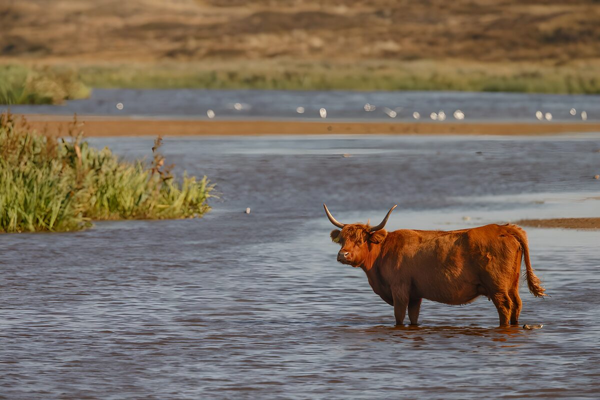 Hooglander in het stille water