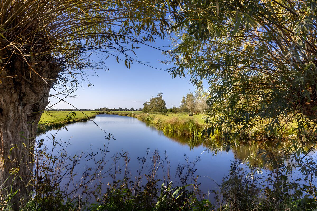 Rustig water tussen de wilgen