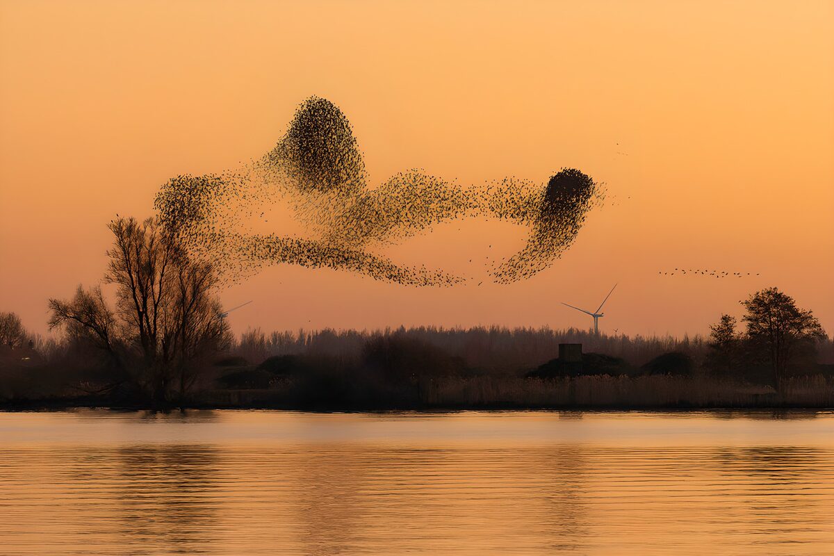Vogelzwerm boven water in avondgloed