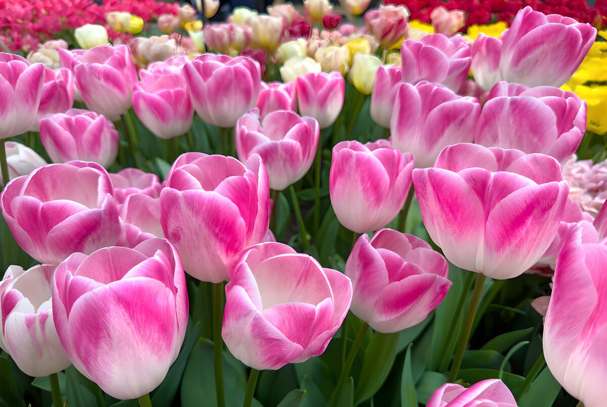 Roze-witte tulpen in volle bloei