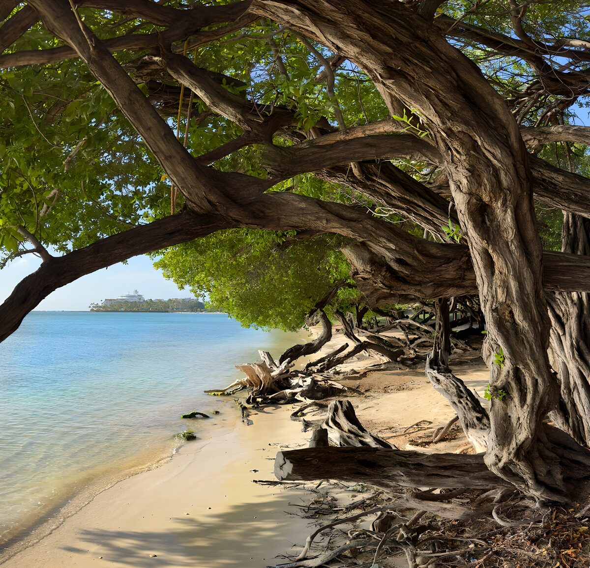 Kromme bomen langs een zonnig strand