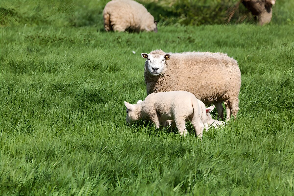 Schaap en lammeren in het hoge gras