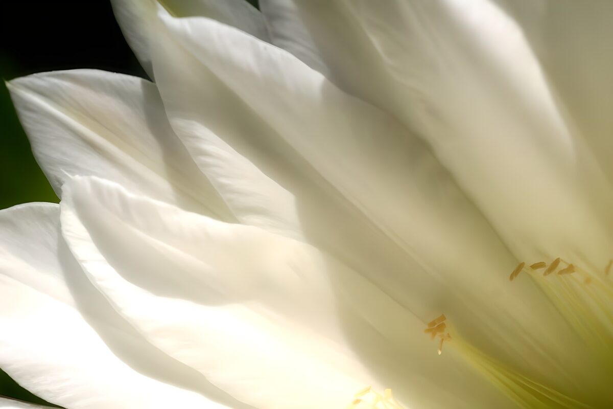 Witte bloem in zacht licht