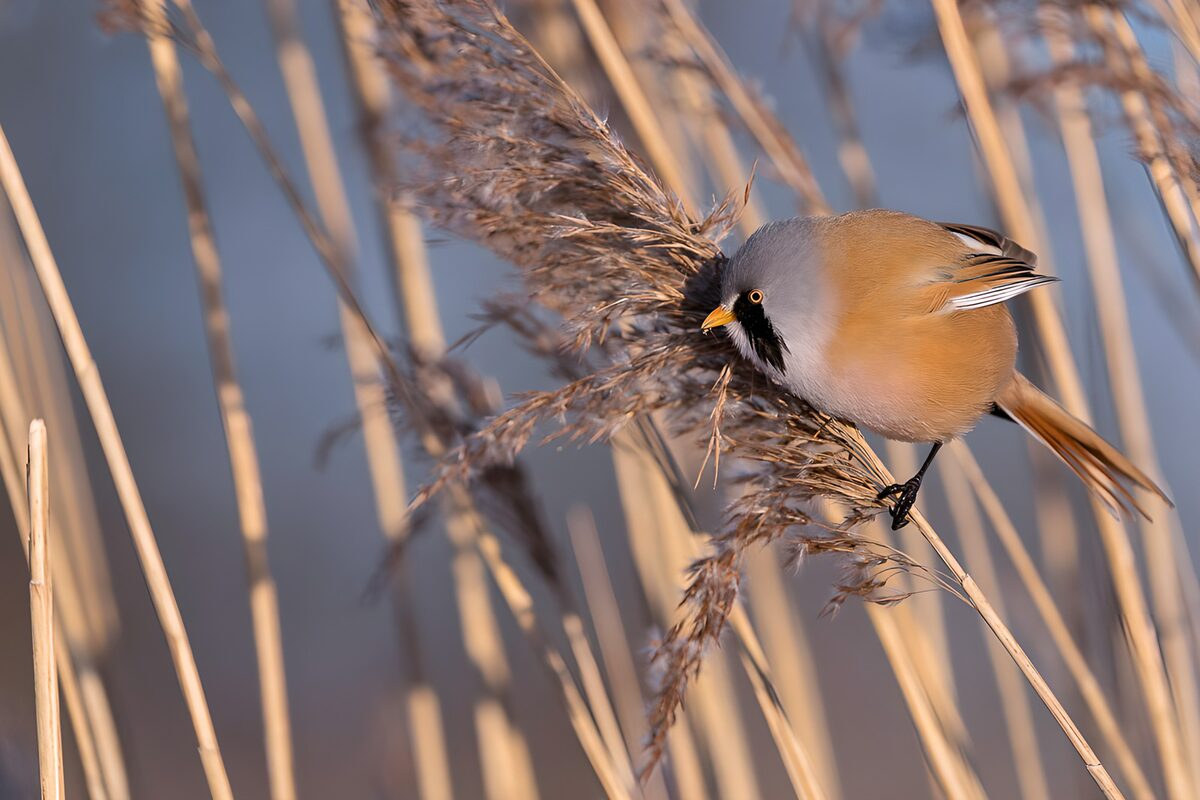 Baardmannetje op een rietpluim
