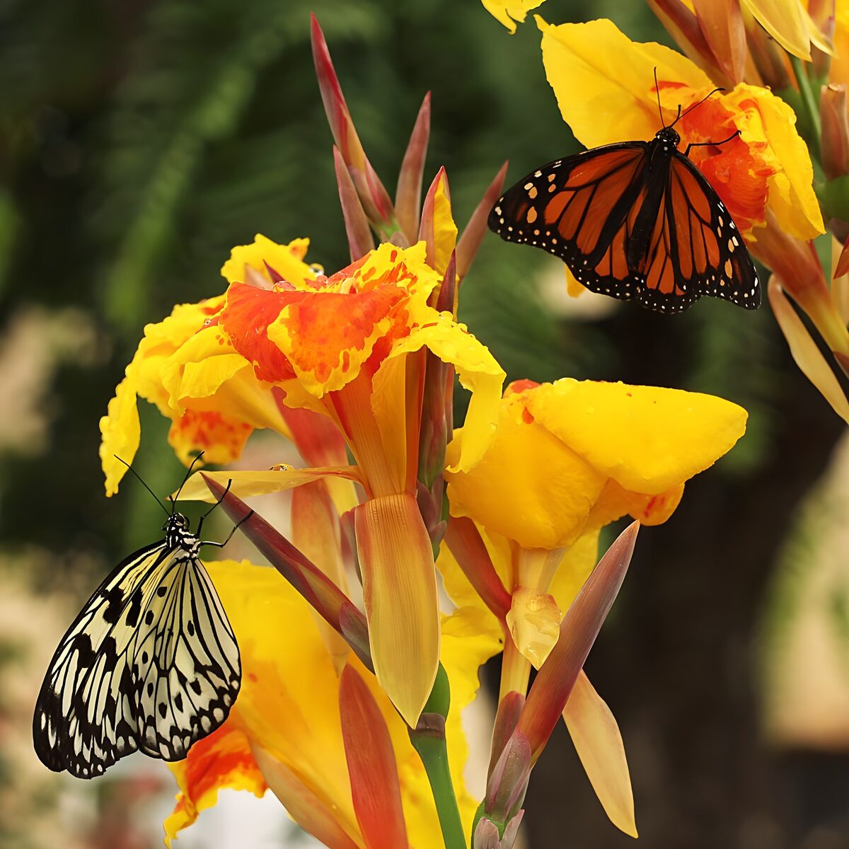 Twee vlinders op gele canna's