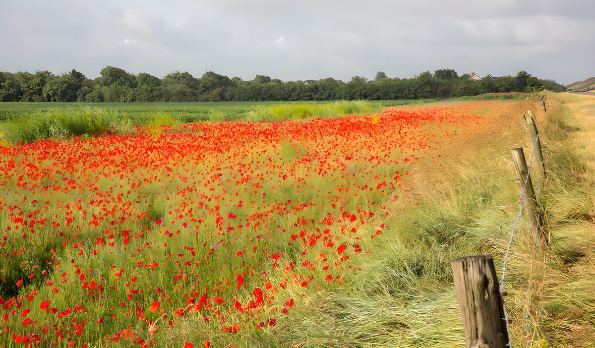 Klaprozenveld onder een grijze lucht