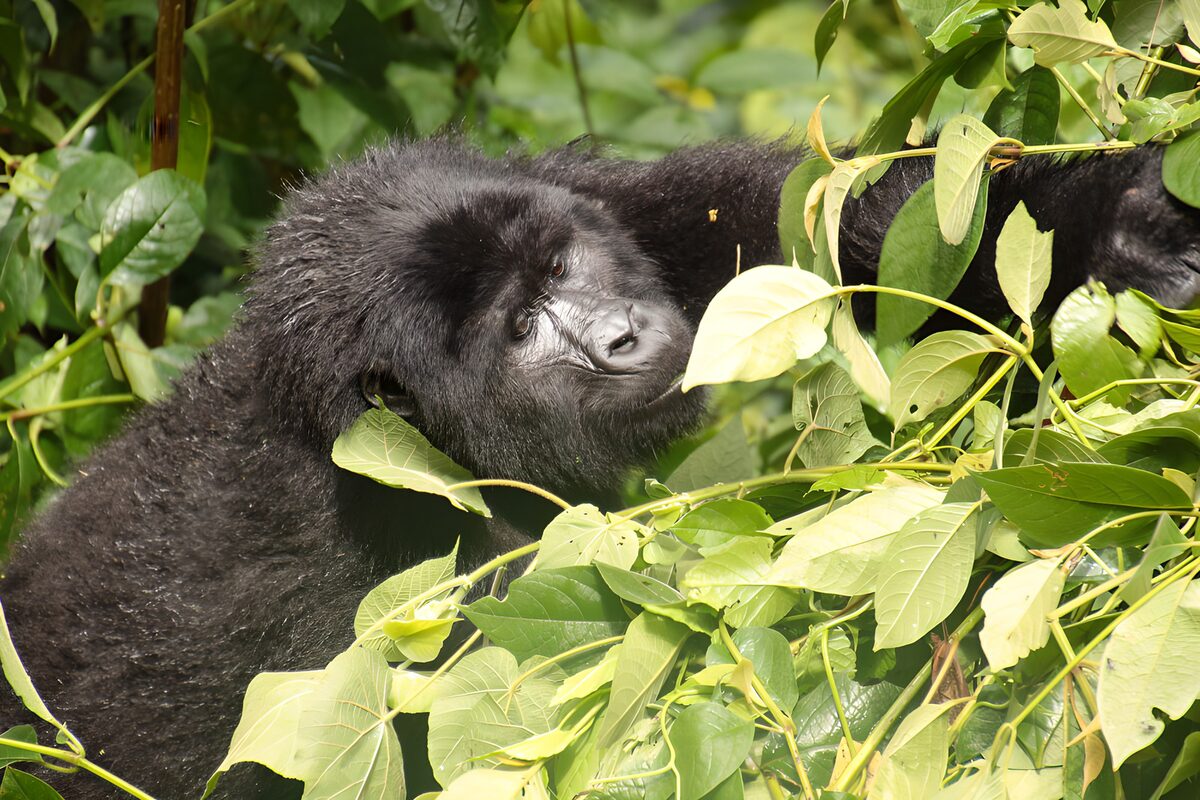 Zwarte gorilla tussen frisse bladeren