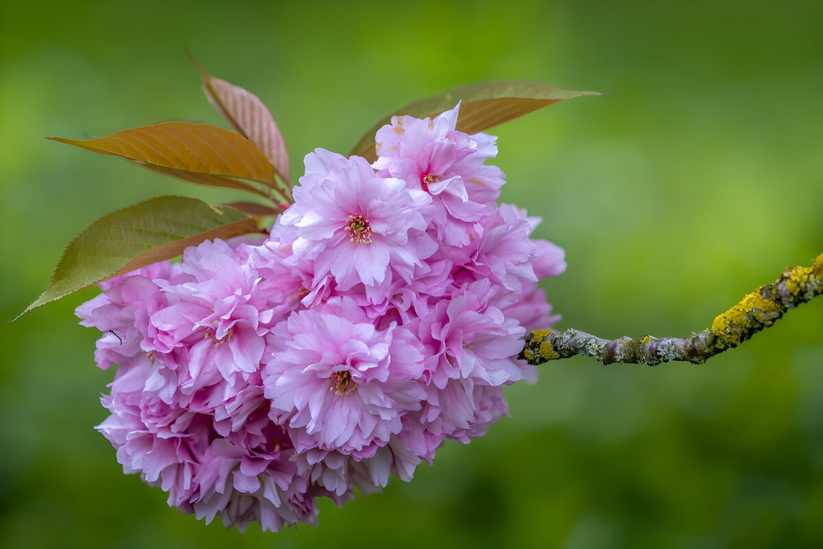 Roze kersenbloesem in volle bloei