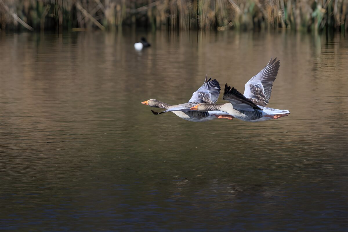 Twee grauwe ganzen laag over het water